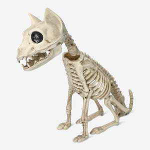 SKELETON CAT