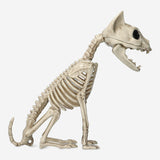 Beyaz Kedi İskeleti