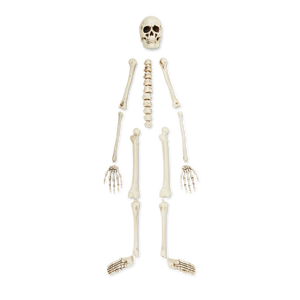 SKELETON BONE SET