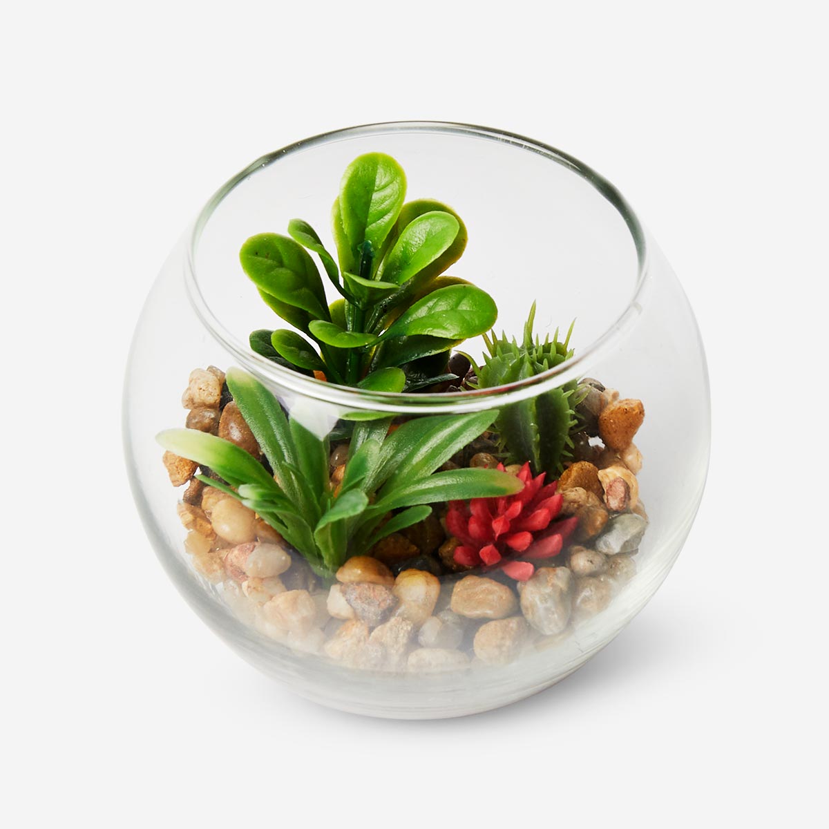 TERRARIUM PLANT MIX PLANTS