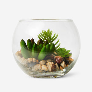 TERRARIUM PLANT SURCULENTS