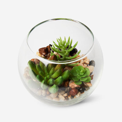 TERRARIUM PLANT SURCULENTS